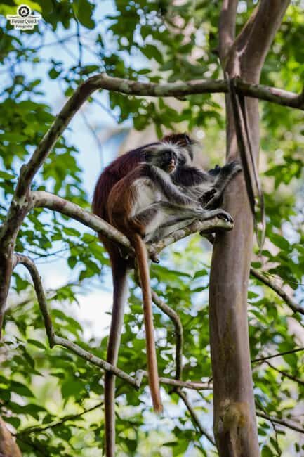 Zanzibar: Jozani Forest,Red colobus,the Rock Restaurant tour - Practicalities: What To Expect and How to Prepare