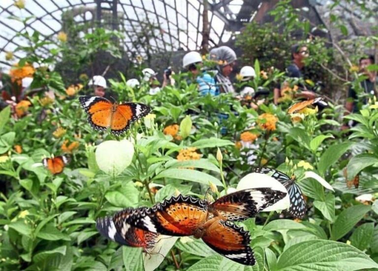 Zanzibar: Jozani Monkeys, Butterfly Garden & Reptile Park - Discovering Zanzibar’s Natural Treasures