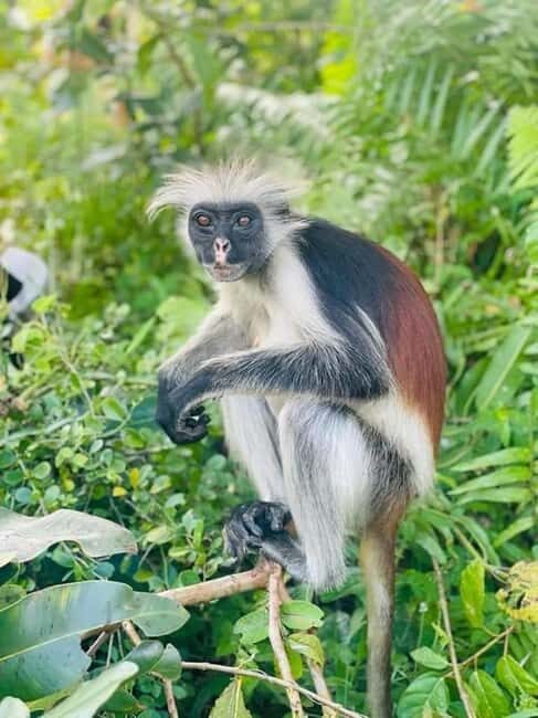 Zanzibar: Jozani nature walk and wildlife tour - FAQ