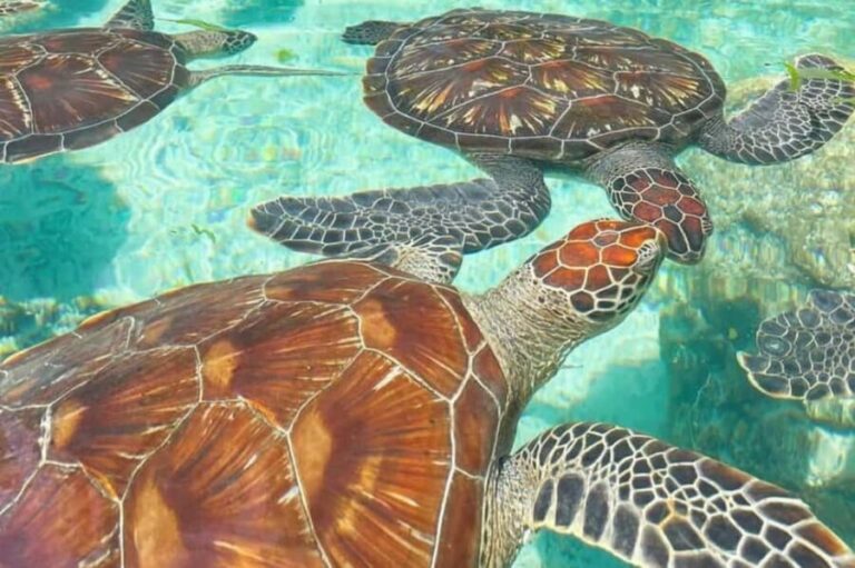 Zanzibar: Jozani Red Colobos Monkey & Salaam Turtle Santuary - Final Thoughts