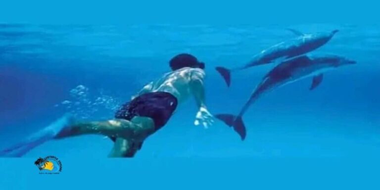 Zanzibar: Kizimkazi Dolphins Tour with Swimming & Snorkeling - The Logistics and Practicalities