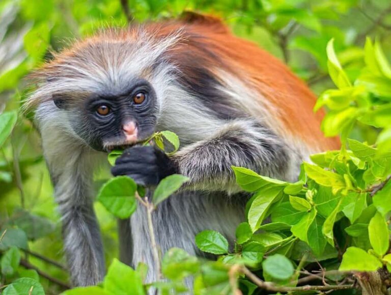 Zanzibar: Magic Tower Tour, Spices farm and Jozani forest - Authentic Experiences and What You’ll Take Away