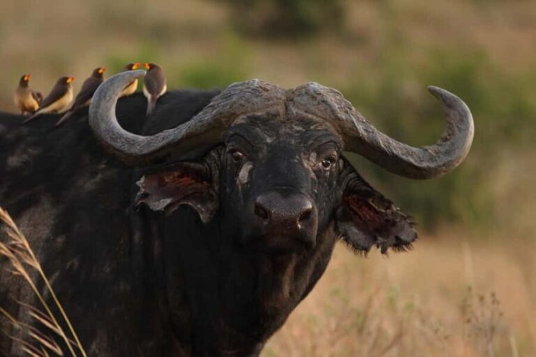 Zanzibar & Mikumi 5-Day Fly-In Safari - Why You Should Consider This Tour