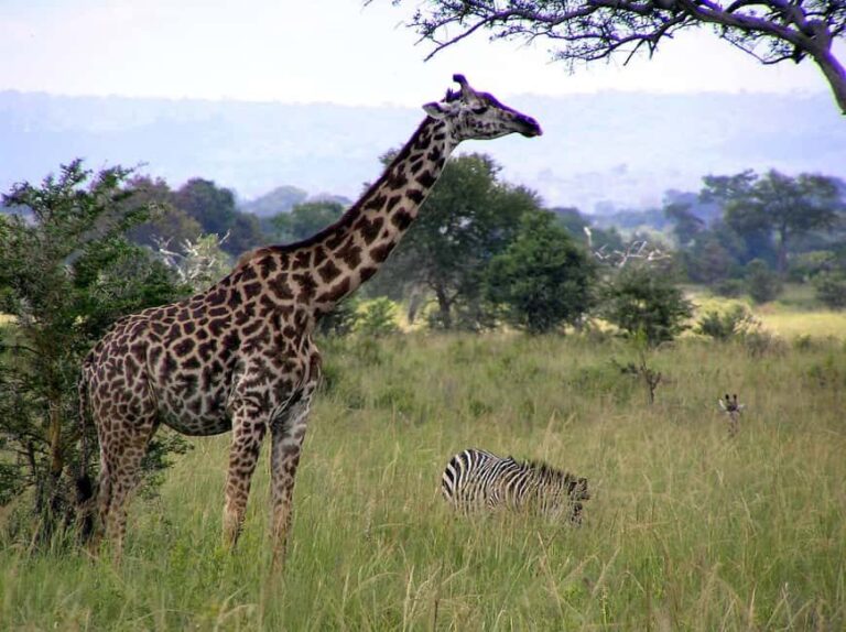 Zanzibar: Mikumi National Park Day Trip with Flight - The Safari Experience: What Youll Encounter