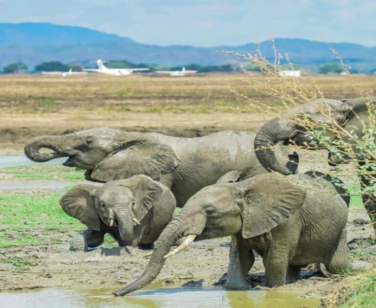Zanzibar: Mikumi National Park Day Trip with Flights - What’s Included & What’s Not