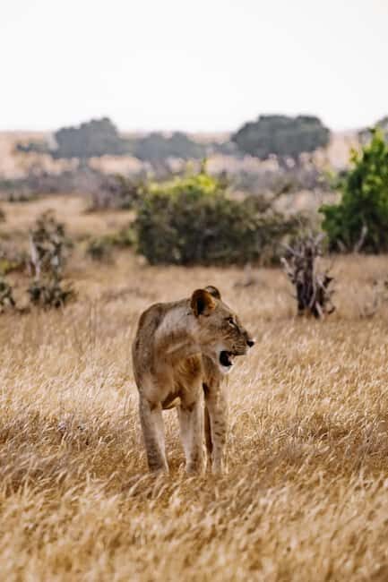 Zanzibar: Mikumi National Park Day Trip with Flights - Breaking Down the Itinerary