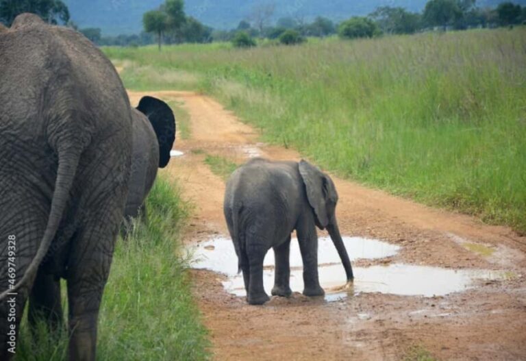Zanzibar: Mikumi National Park Day Trip with Flights - Evaluating the Value