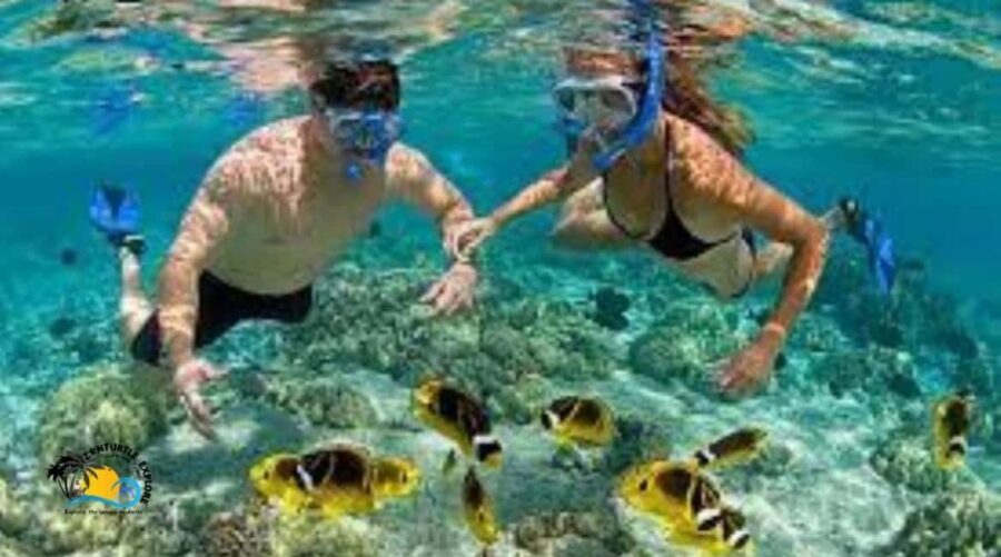 Zanzibar: Mnemba Atoll Trip and Dolphin Snorkel Experience - What’s Included and What to Keep in Mind