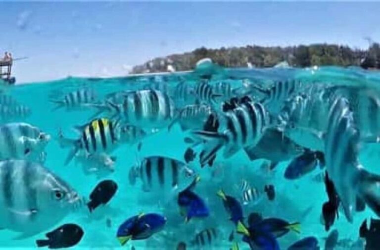 Zanzibar: Mnemba Dolphin Tour & Stone Town Walking Tour - Who Will Enjoy This Tour?