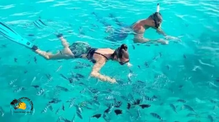 Zanzibar: Mnemba Dolphins Tour and Sunset Dhow Cruise - What to Expect from the Tour
