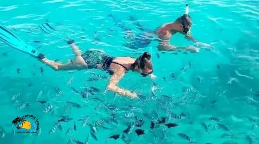 Zanzibar: Mnemba Dolphins Tour and Sunset Dhow Cruise - What to Expect from the Tour