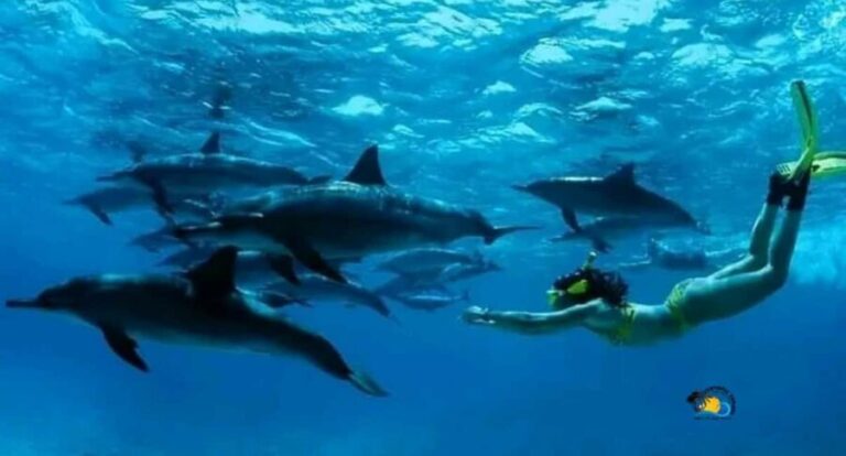 Zanzibar: Mnemba Dolphins Tour with Snorkeling and Sandbank - What’s Included and What Not