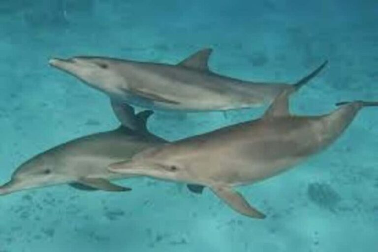 ZANZIBAR: Mnemba island, Baraka aquarium and spice farm - Who Will Love This Tour?
