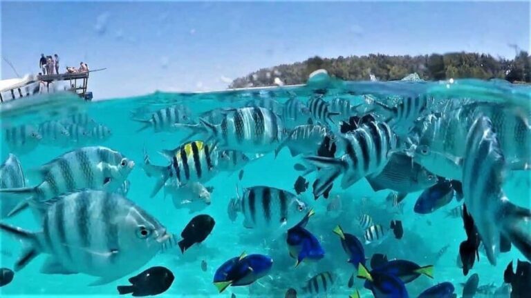 Zanzibar: Mnemba Island Dolphin and Snorkeling Tour - Authentic Reviews from Travelers
