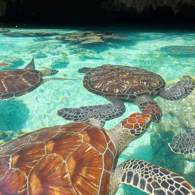Zanzibar :Mnemba island Dolphin & Turtle Swim at Salam Cave - Who Will Love This Tour?