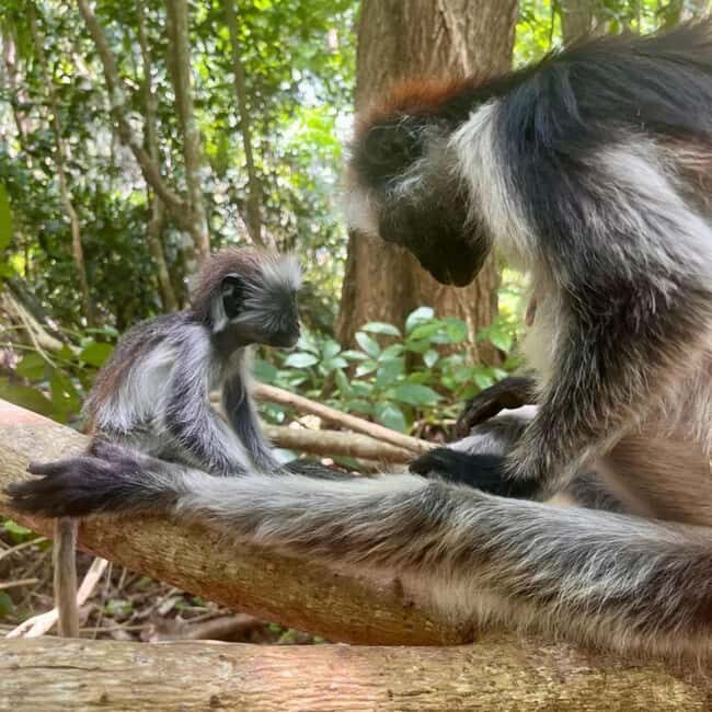 Zanzibar: Mnemba Island & Jozani Forest Day Tour - The Value of This Tour
