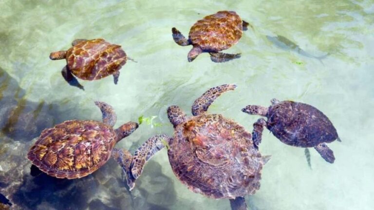 Zanzibar: Mnemba Island, Sea Turtles, and Sunset Cruise Tour - FAQ