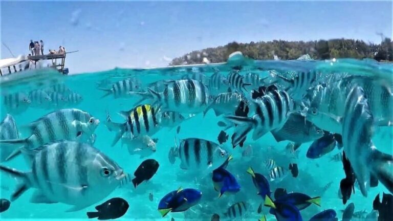 Zanzibar: Mnemba Island, Sea turtles Aquarium & Nungwi Zoo - Final Thoughts: Is It Worth It?
