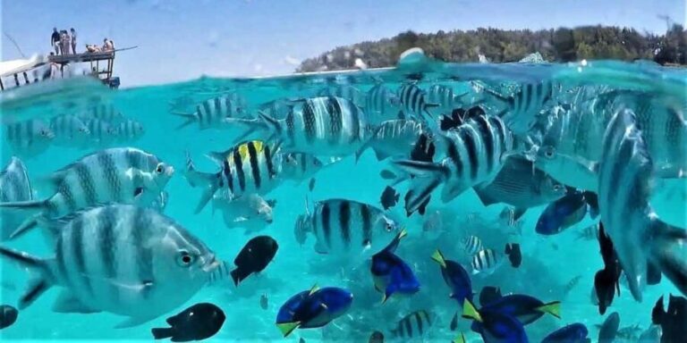 Zanzibar: Mnemba Island Snorkeling and Dolphin Tour - Who Is This Tour Best For?
