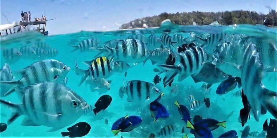Zanzibar: Mnemba Island Snorkeling and Dolphin Tour - Who Is This Tour Best For?