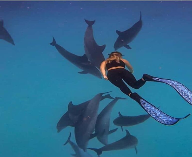Zanzibar: Mnemba Island Snorkeling and Dolphin Watching - Detailed Breakdown of the Itinerary