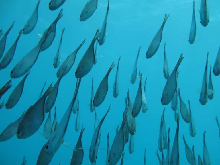 Zanzibar: Mnemba island Snorkeling & Boat Tour with Lunch - Authentic Experiences: What Travelers Say