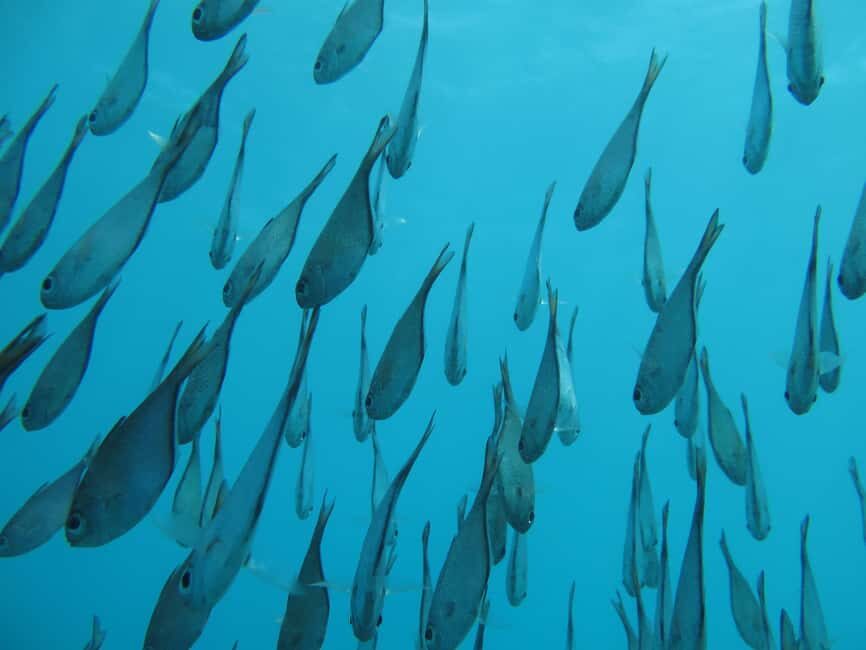Zanzibar: Mnemba island Snorkeling & Boat Tour with Lunch - Authentic Experiences: What Travelers Say