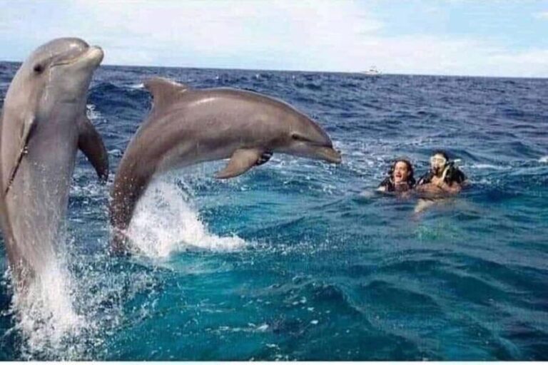 Zanzibar: Mnemba Island Snorkeling & Dolphin swmming + lunch - Exploring the Tour Itinerary in Detail