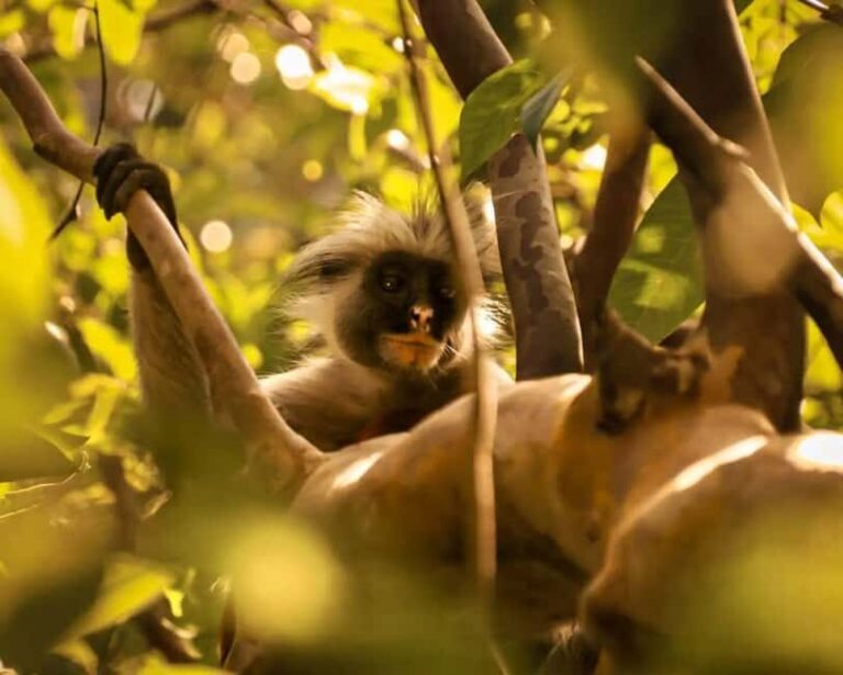 Zanzibar: Monkey, Salaam Cave, The Rock, & Clear Kayak Tour - Pricing and Value