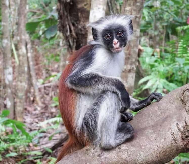 Zanzibar: Mtende secret Beach, Kuza Cave &Jozani Forest Tour - Exploring Zanzibar’s Hidden Gems: An In-Depth Review