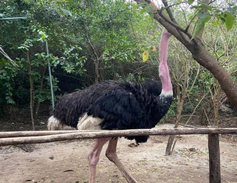 Zanzibar: Nungwi kilosa Conservation Zoo half day tour - The Breakdown of the Experience