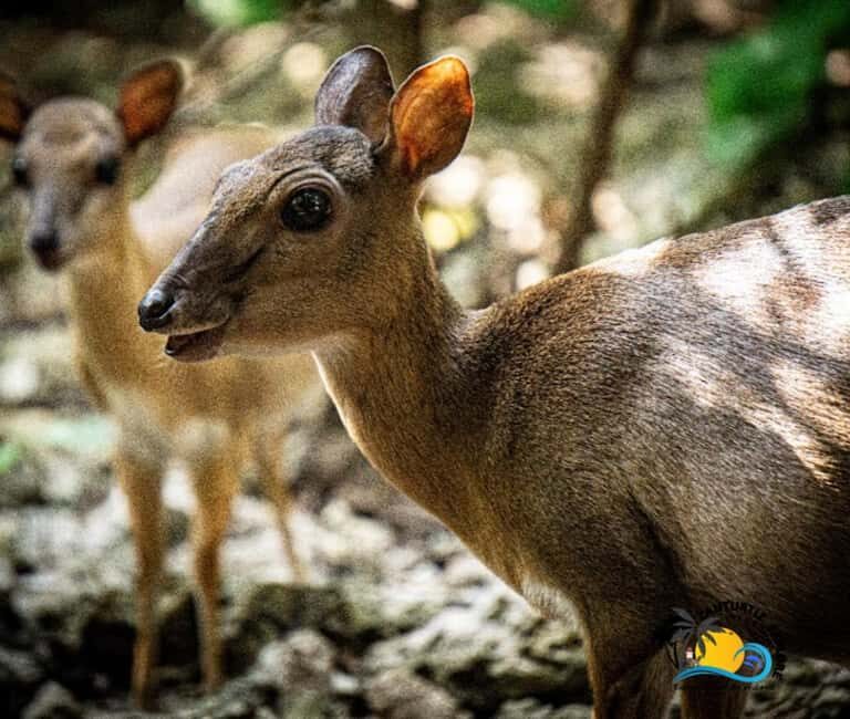 Zanzibar: Nungwi Kilosa Zoo Conservation Tour - What to Expect on the Tour