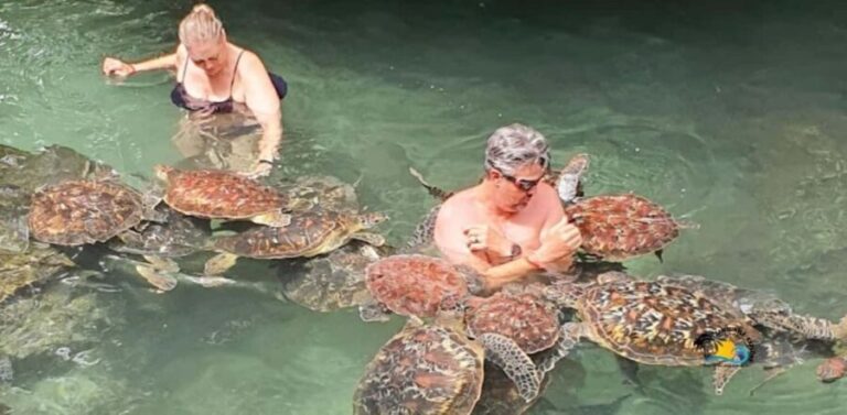 Zanzibar: Nungwi Kilosa Zoo & Swimming with Turtles - Who Will Love This Tour?
