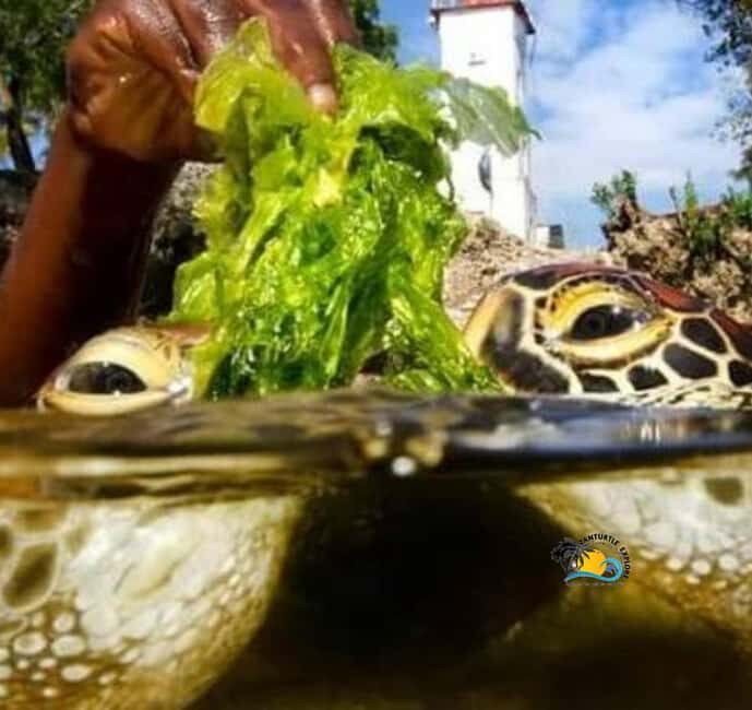 Zanzibar: Nungwi Mnarani Aquarium Feed and Swim with Turtles - The Swim and Kayak Options