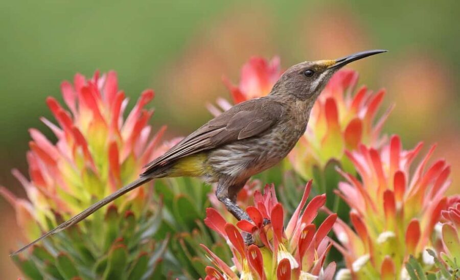 ZANZIBAR - NYERERE NATIONAL PARK 1 DAY SAFARI - The Practicalities: What to Know Before Booking