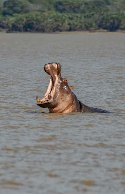 Zanzibar: Nyerere National Park 3-Day Safari with Fast Ferry - The Reality of the Trip