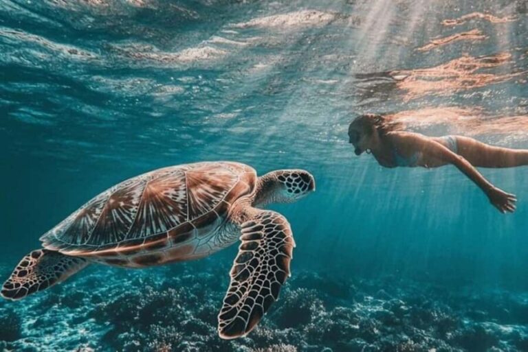 ZANZIBAR: Prison Island, Jozani Forest & SeaTurtle Sanctuary - Transportation and Logistics