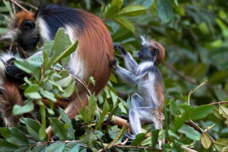 Zanzibar Prison Island, Jozani Forest & Spice Farm Tour - Jozani Forest: Home to Rare Red Colobus Monkeys