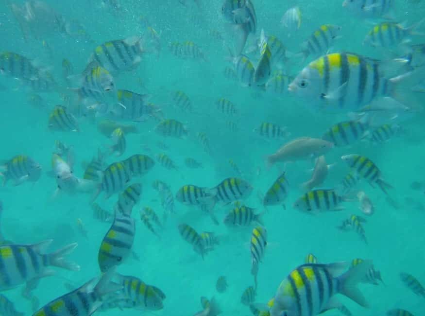Zanzibar: Prison Island, Nakupenda, and Spice Farm Tour - Practical Details and What to Expect