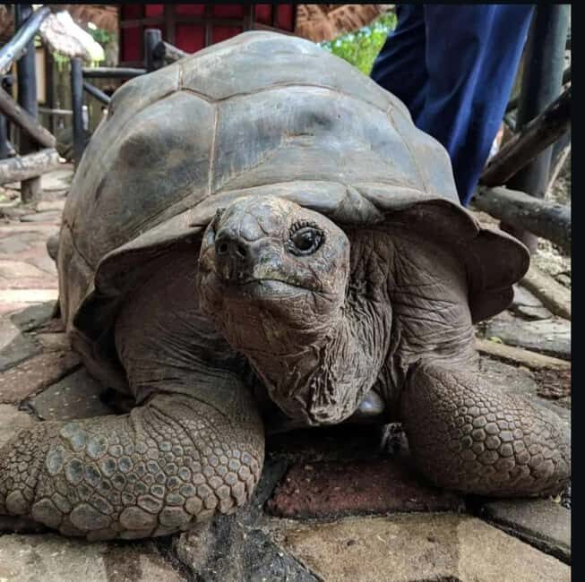 Zanzibar: Prison Island Private Half-Day Tour with Tortoises - Value and Practicality