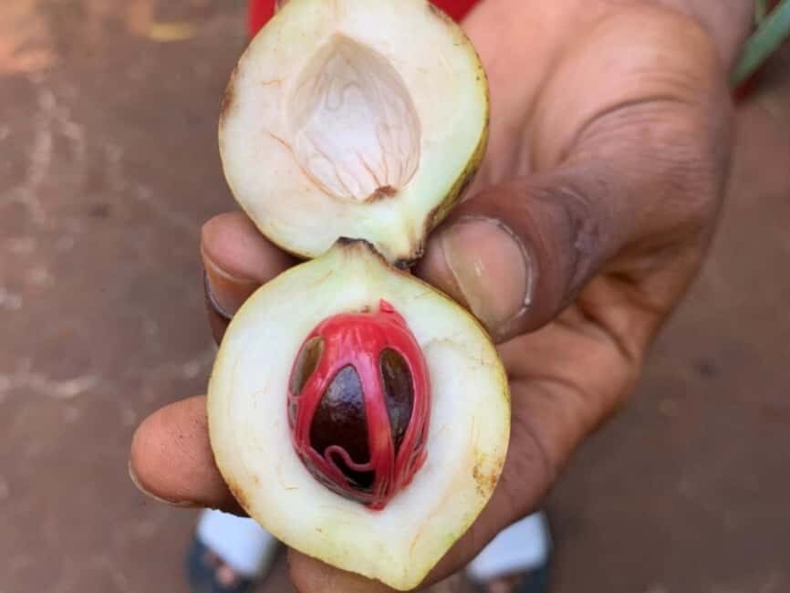 Zanzibar: Prison Island, Spice Tour &Salaam turtle Sanctuary - The Spice Tour—A Fragrant Journey