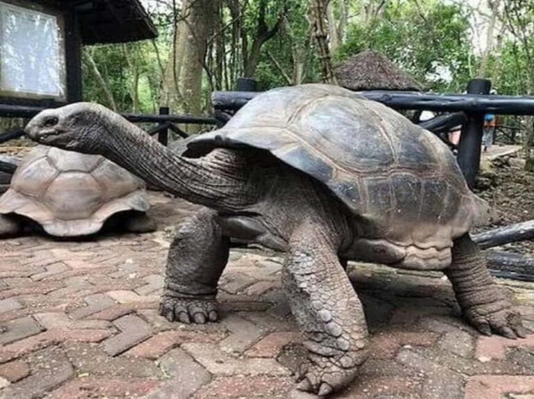 Zanzibar: Prison Island, Stone Town & Sea Turtle Sanctuary - Prison Island: A Tortoise Paradise