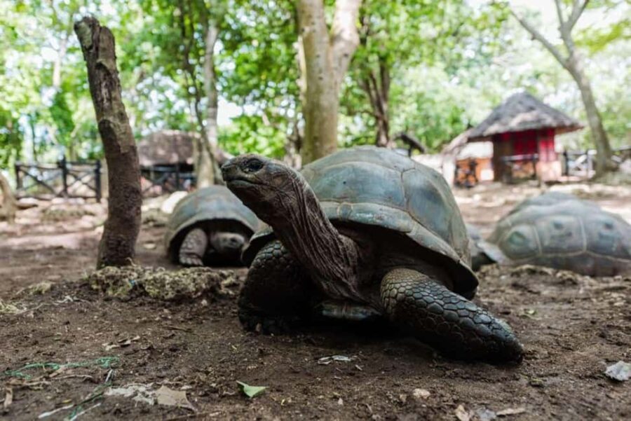 Zanzibar: Prison Island Tortoise Sanctuary & Jozani Forest - Practicalities and What to Expect