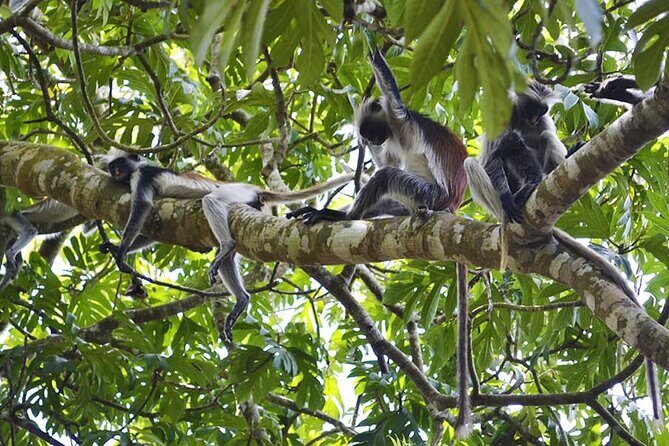 Zanzibar Private Tour National Park Jozani forest and Spice farm - Scented Trails: The Spice Farm Experience