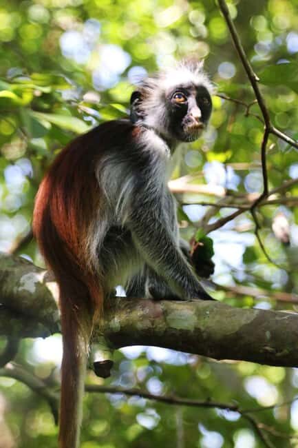 Zanzibar: Red Colobus Monkeys in Jozani Forest Guided Tour - Authentic Experiences and Genuine Encounters