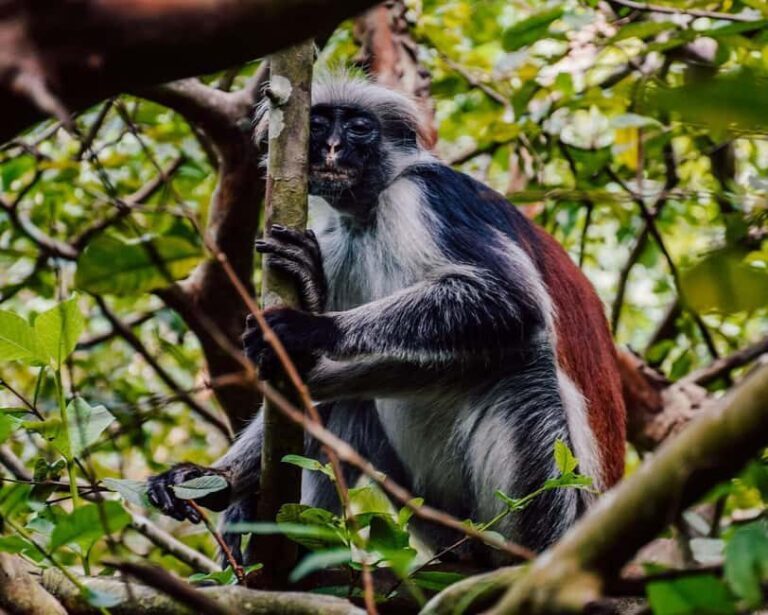 Zanzibar: Rice Farm Tour & Jozani Forest Red Colobus Monkeys - Why This Tour Works for Travelers
