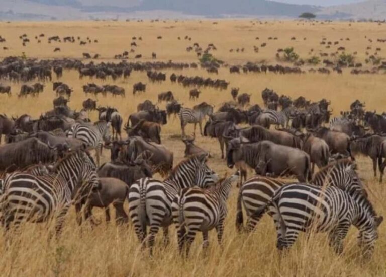 Zanzibar: Safari Blue Full-Day Tour - Who Should Consider This Tour?