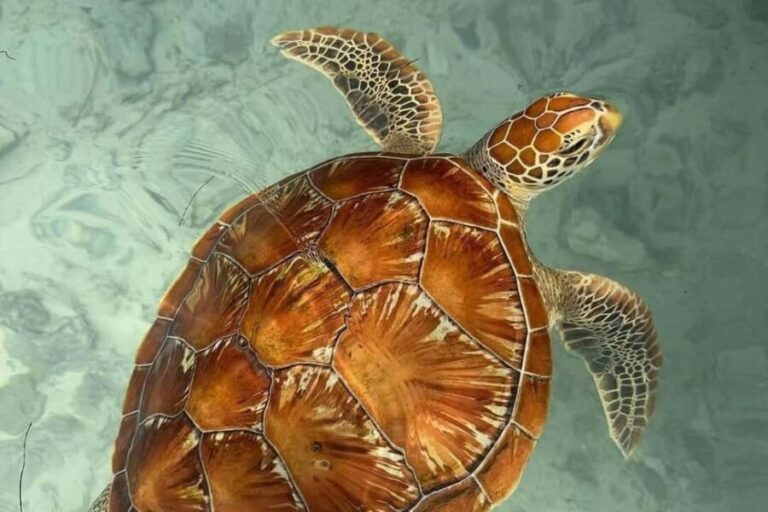 Zanzibar: Salaam Cave Swimming with Turtles tour - What Makes This Experience Special?