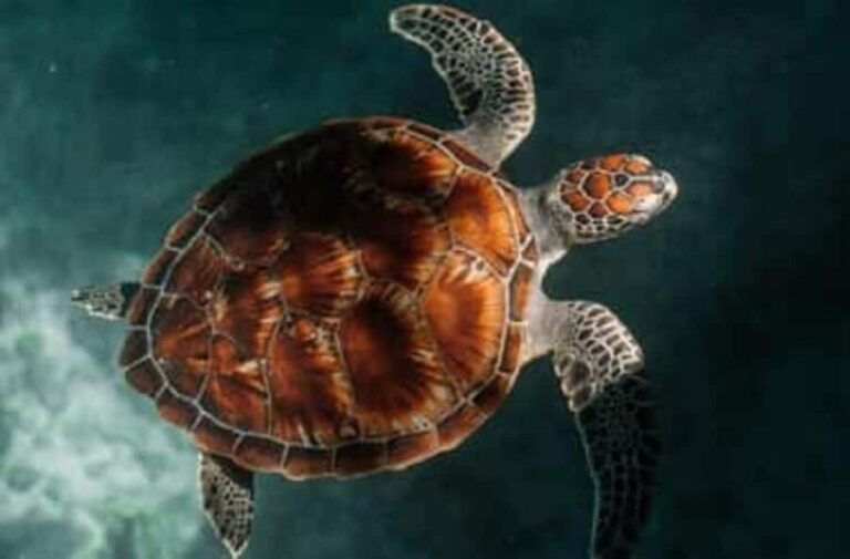 Zanzibar: Salaam Cave Swimming with Turtles Tour - The Itinerary Breakdown