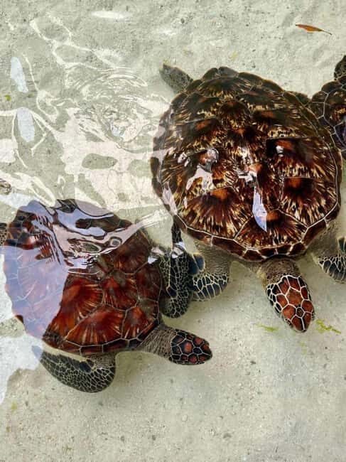 ZANZIBAR: Sea Turtles Swimming, Location Nungwi or Kizimkazi - Authentic Encounters and Conservation Focus